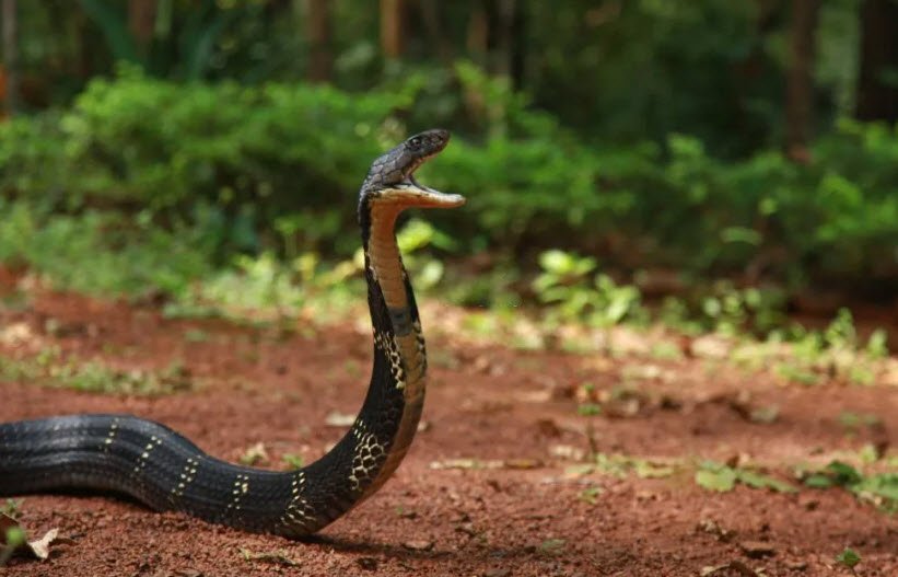 Snake Island‑I Wildlife Sanctuary, South Andaman, Andaman and Nicobar Islands - Vushii.com Snake Island‑I Wildlife Sanctuary, South Andaman, Andaman and Nicobar Islands - Vushii.com